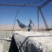 کبوتر|پرنده|سروستان, |دیوار