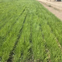 نهال پیاز مینروا|گل و گیاه طبیعی|درب بهشت, |دیوار