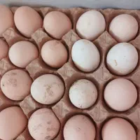 تخم نطفه دار گلین وبوقلمون