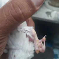 جوجه راهب سرلاکی