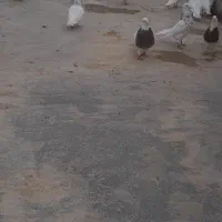 کبوتر فروشی چند عدد