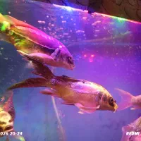 ماهی کویی پوست چرمی خاص سایز بزرگ