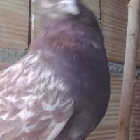 فروش کبوتر توافقی|پرنده|چهارباغ, |دیوار