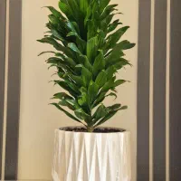 فروش گلدان های آپارتمانی شیک و ترند|گل و گیاه طبیعی|تهران, نارمک|دیوار