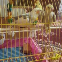 عروس هلندی|پرنده|گنبد کاووس, |دیوار