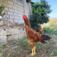 جوجه خروس لاری