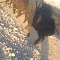 بره کر پابلند داشتی ذات داره فروشی پول لازم|حیوانات مزرعه|داراب, |دیوار