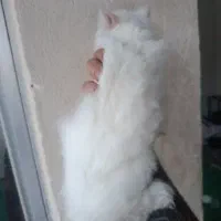 گربه|گربه|رودبار, |دیوار