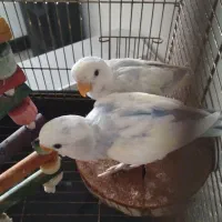 دوتا طوطی برزیلی  با قفس