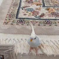 مرغ عشق گمشده