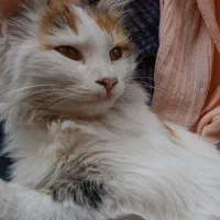 گربه واگذاری