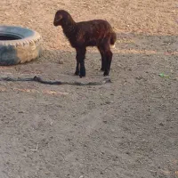 بره شیری|حیوانات مزرعه|گمیشان, |دیوار