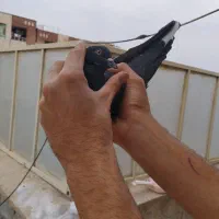 کبوتر پرش سنگین و بالاگیر