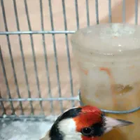 سهره دورگ صلیبی گل اروپایی