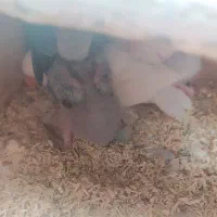 یه جفت طوطی برزیلی با جوجه|پرنده|دزفول, |دیوار