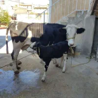 گاو گوساله سیمینتال ماده