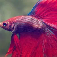 ماهی فایتر قرمز