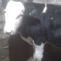 گوساله سمینتال|حیوانات مزرعه|املش, |دیوار