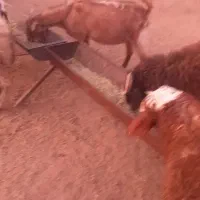 فروش ۲۰راس بره نر|حیوانات مزرعه|ارسنجان, |دیوار