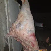 خریدفروش گاو افتاده گوسفندشکسته