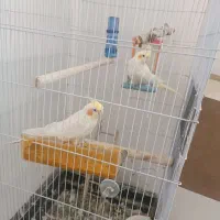 عروس هلندی جفت با تخم