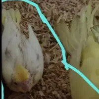 قبول واگذاری رایگان پرنده شما