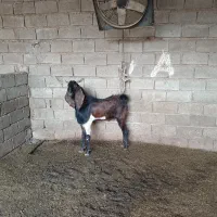 بز نر