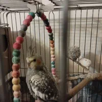 پرنده عروس هلندی