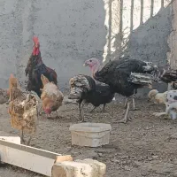 بوقلمون برنز|حیوانات مزرعه|ساوه, |دیوار