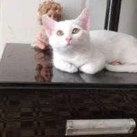 گربه|گربه|فسا, |دیوار
