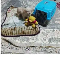 فروشی با وسایل ۶ میلیون با وسایل ۷    و نوهصد