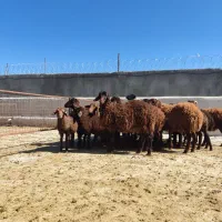 بره نر هترو