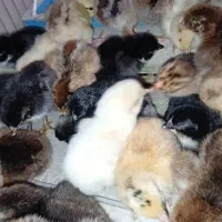 جوجه اصیل عربی هندیجان|حیوانات مزرعه|هندیجان, |دیوار