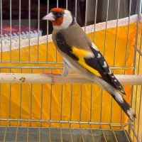 سهره نر سمیرمی داغسر کشیده و قلمی|پرنده|اصفهان, برازنده|دیوار