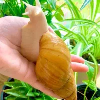 حلزون فروشی مولد دونه ای 50