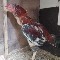 خروس لاری
