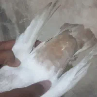 کبوتر دنبی جفت ماده|پرنده|شوشتر, |دیوار