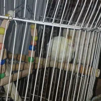 سه عدد عروس هلندی سرحال آماده جفت گیری۶ماهه