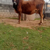 گاو با گوساله لوکس|حیوانات مزرعه|رشت, حمیدیان|دیوار