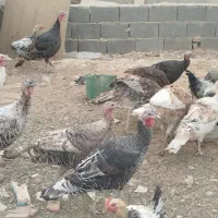 خروس و بوقلمون محلی