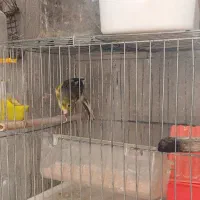 سیره و مرغ عشق
