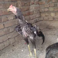خروس