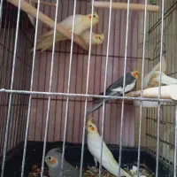 جوجه عروس هلندی تازه دونخور