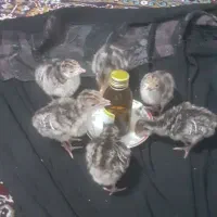 جوجه بوقلمون ۷روزه