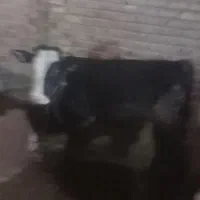 گوساله سیمنتال  داشتی نر