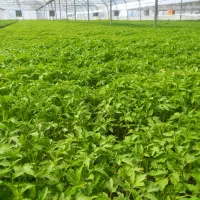 تولید نشا گوجه فرنگی و..|عمده‌فروشی|زنجان, |دیوار