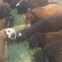 بره نر|حیوانات مزرعه|قم, کلهری|دیوار