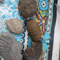 فروش سنگ فسیل