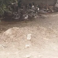 اردک نما پرواز جفت وتکی