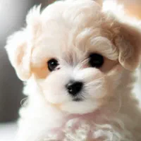 نژاد های آپارتمانی|سگ|تهران, گیشا|دیوار